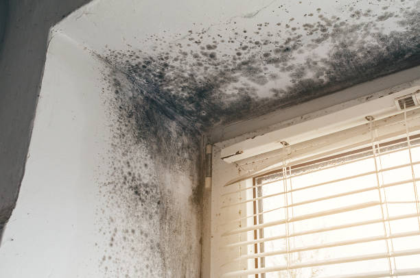 Affordable Mold Cleanup solutions in Harrisburg, NC